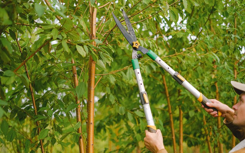 Tree trimming in Monroe, OR